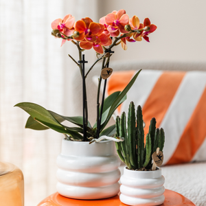 Everspring aasplant kopen met oranje orchidee en groene cactus in witte potten voor binnen