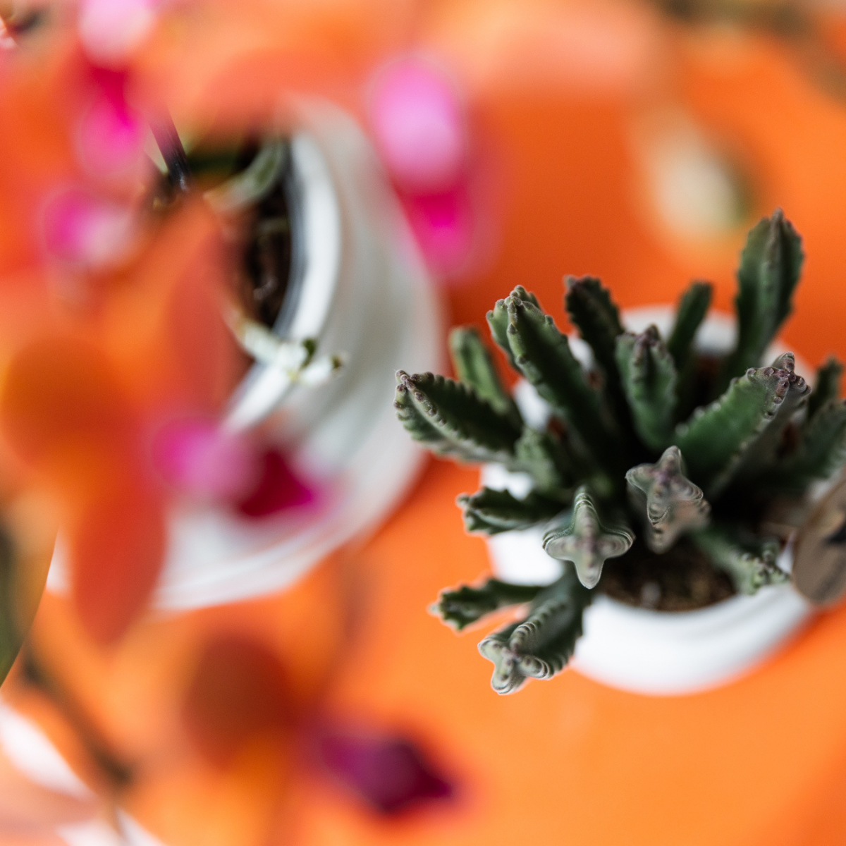 Everspring aasplant kopen met groene bladeren in witte pot tegen oranje achtergrond