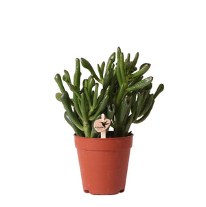 Everspring groene vetplant in terracotta pot voor binnenhuisdecoratie