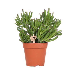 Everspring groene vetplant in terracotta pot voor binnen en decoratie