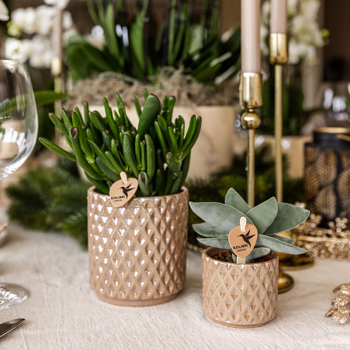 Everspring groene kamerplanten in beige keramische potten met diamantpatroon voor binnendecoratie