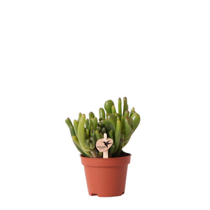 Everspring vetplant Crassula Ovata Hobbit in terracotta pot voor binnenhuisdecoratie