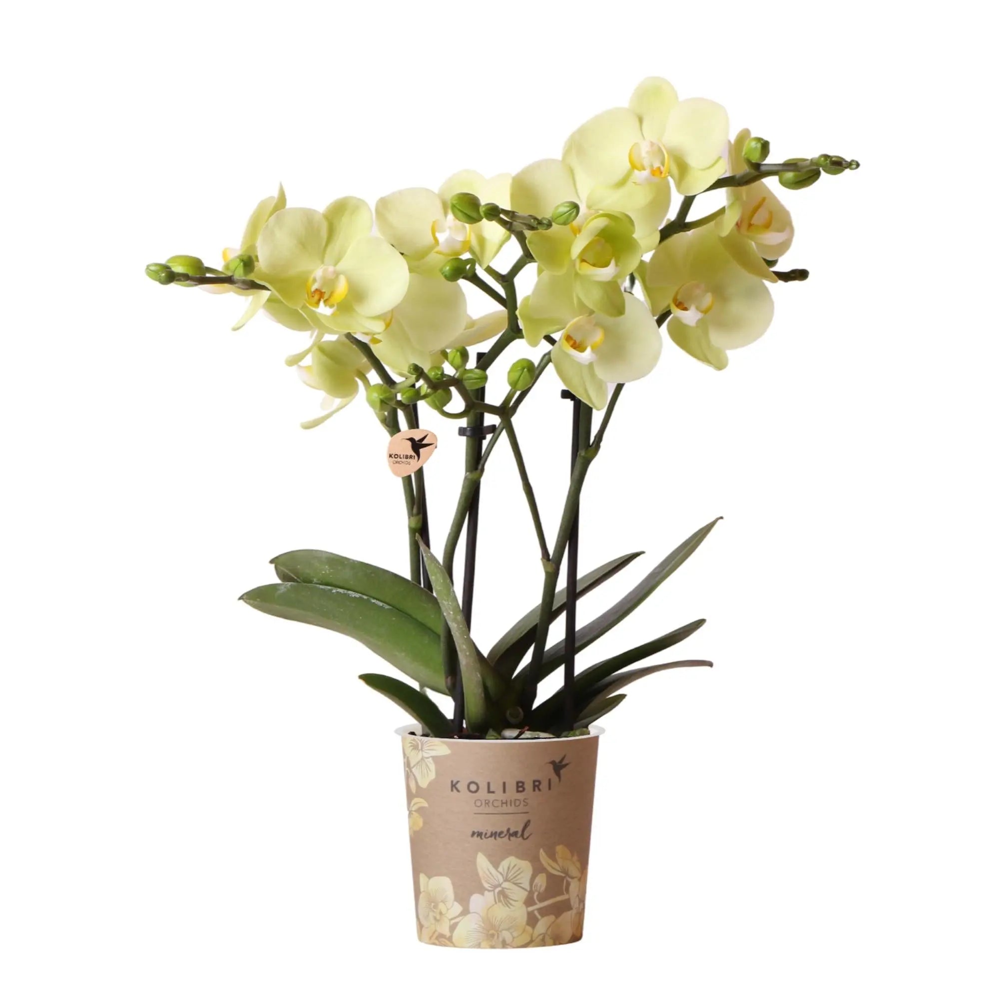 Everspring gele phalaenopsis orchidee kopen in bloempot met meerdere gele bloemen en groene bladeren