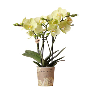 Everspring gele phalaenopsis orchidee kopen in bloempot met meerdere gele bloemen en groene bladeren