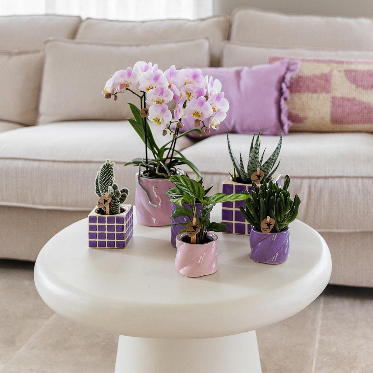 Lila sierpot kopen van Everspring met diverse planten op een witte tafel in een woonkamer