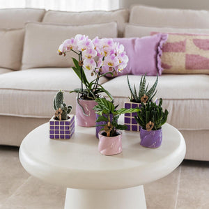 Lila sierpot kopen van Everspring met diverse planten op een witte tafel in een woonkamer