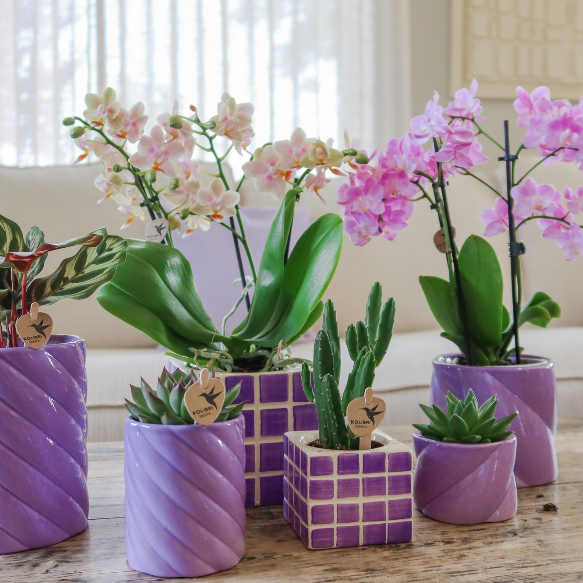 Lila sierpot kopen van Everspring met verschillende planten zoals orchidee en cactus in diverse designs