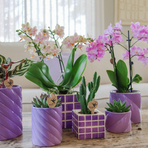 Lila sierpot kopen van Everspring met verschillende planten zoals orchidee en cactus in diverse designs