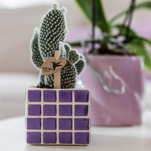 Vierkante lila sierpot kopen met cactusplant en blokpatroon van Everspring op witte tafel