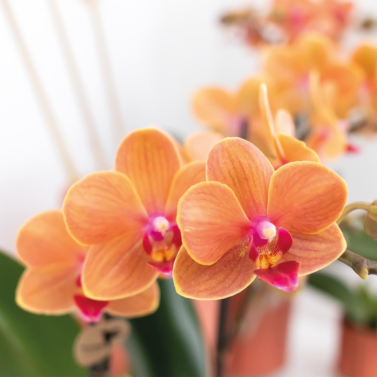 Oranje phalaenopsis orchidee kopen van Everspring met heldere bloemen en delicate bloemblaadjes
