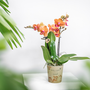 Everspring oranje phalaenopsis orchidee kopen in pot met heldere oranje bloemen en groene bladeren