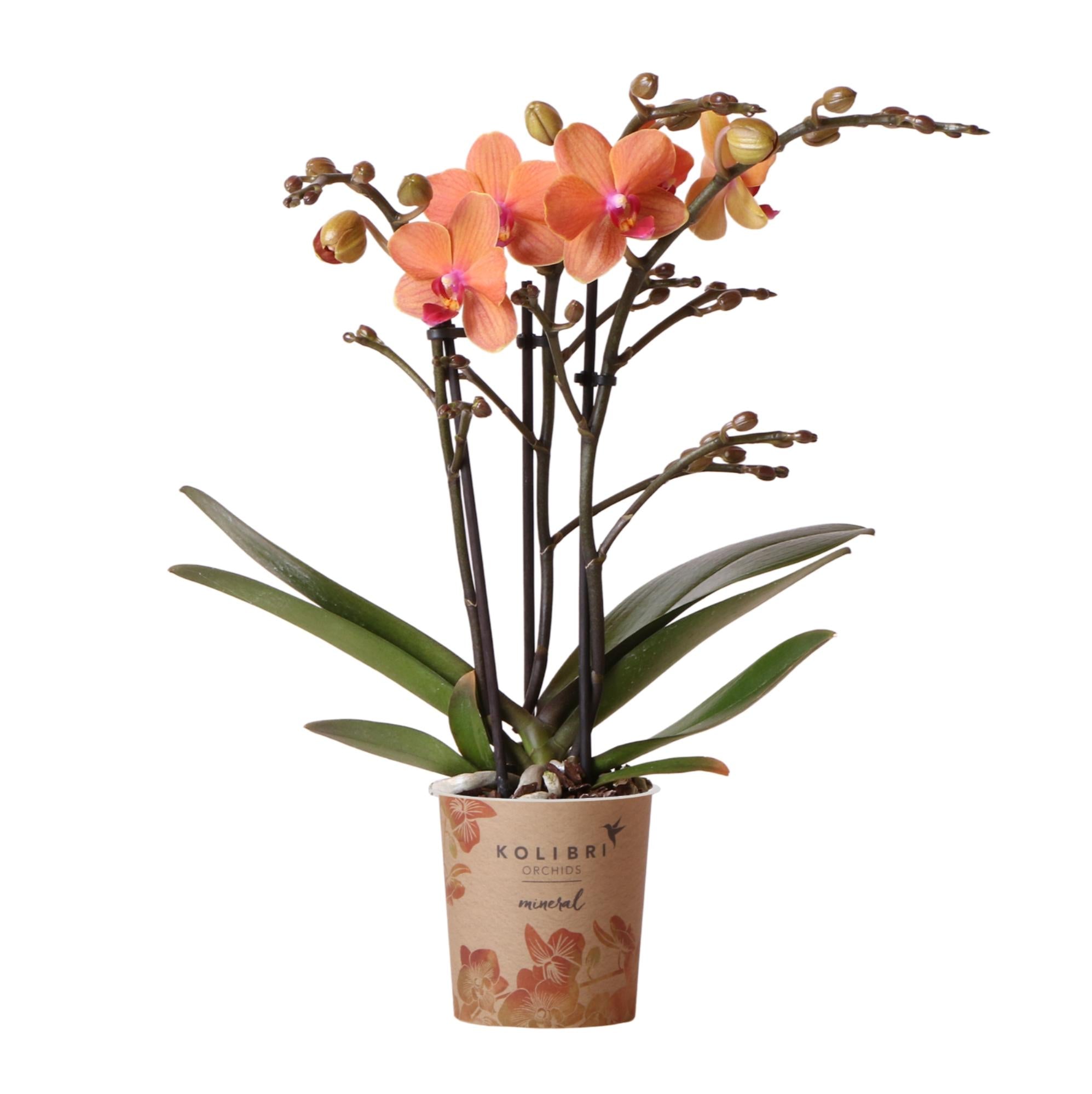 Oranje phalaenopsis orchidee kopen van Everspring met levendige bloemen en groene bladeren in pot