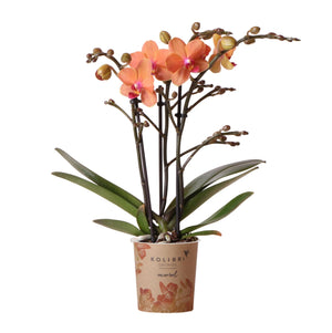 Oranje phalaenopsis orchidee kopen van Everspring met levendige bloemen en groene bladeren in pot