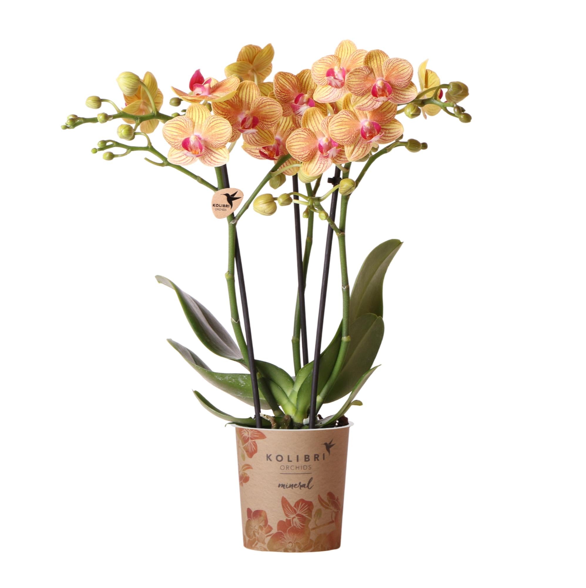 Oranje Phalaenopsis orchidee kopen van Everspring met mooie bloemblaadjes en groene bladeren in pot