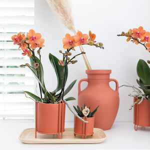 Oranje phalaenopsis orchidee kopen in oranje pot van Everspring op een houten dienblad