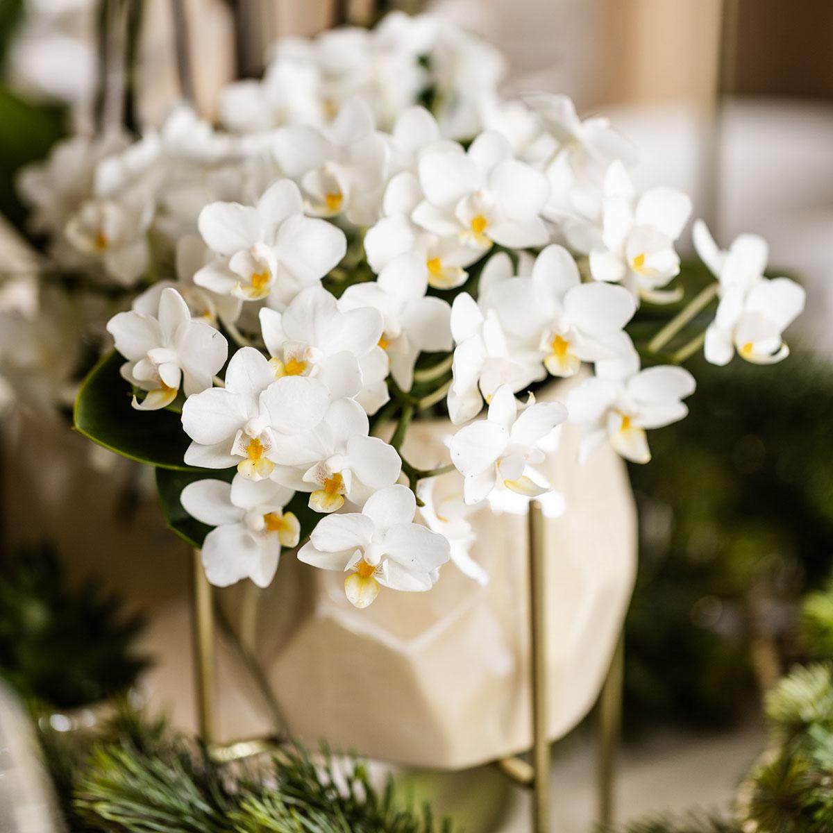 Everspring witte orchidee plant in beige sierpot ideaal voor binnenhuisdecoratie