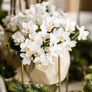 Everspring witte orchidee plant in beige sierpot ideaal voor binnenhuisdecoratie