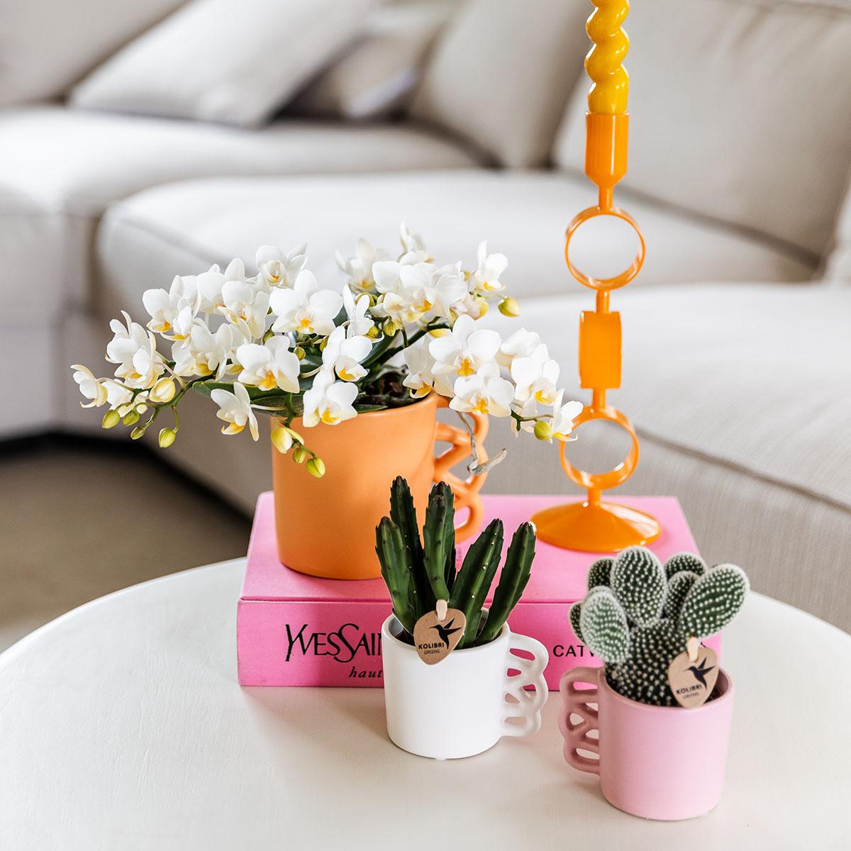 Everspring plant met witte orchidee in oranje pot en twee sukulent cactussen in roze en witte potten