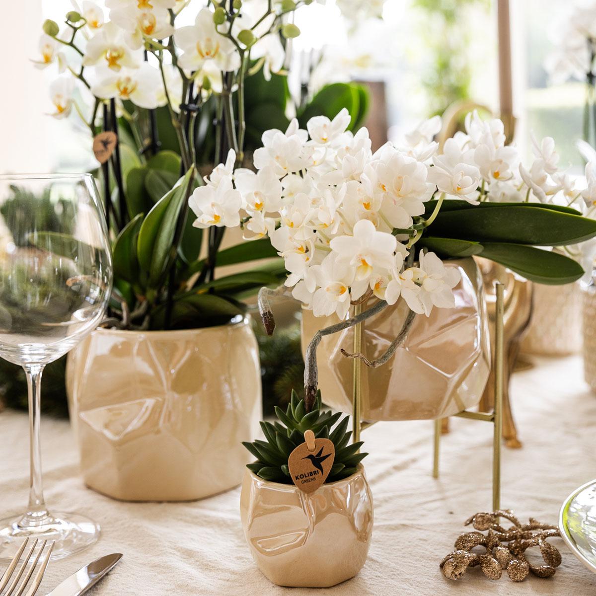 Everspring witte orchidee plant in beige keramische potten als stijlvolle tafeldecoratie
