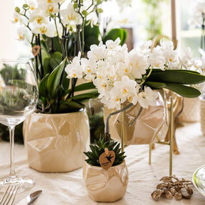 Everspring witte orchidee plant in beige keramische potten als stijlvolle tafeldecoratie