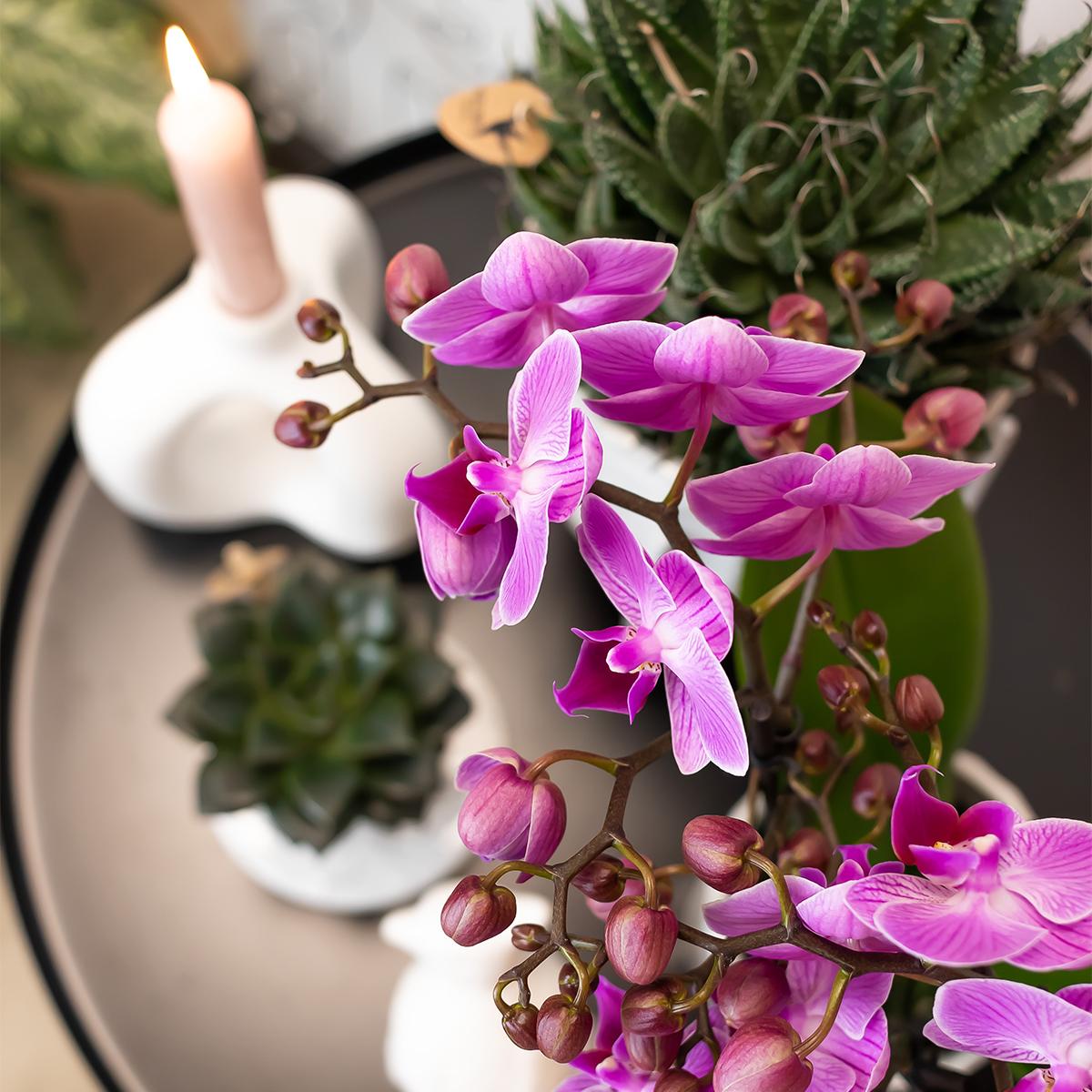 Everspring orchidee plant met paarse bloemen en groene bladeren naast kaars en succulenten