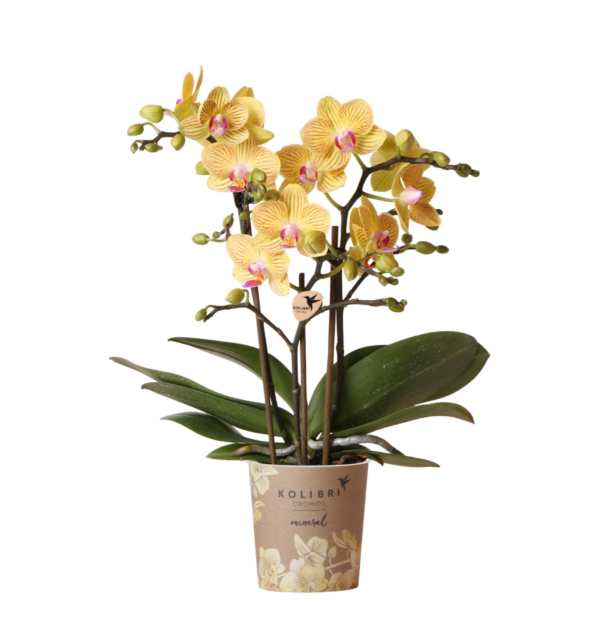 Everspring gele orchidee plant in sierpot met groene bladeren en meerdere bloemen