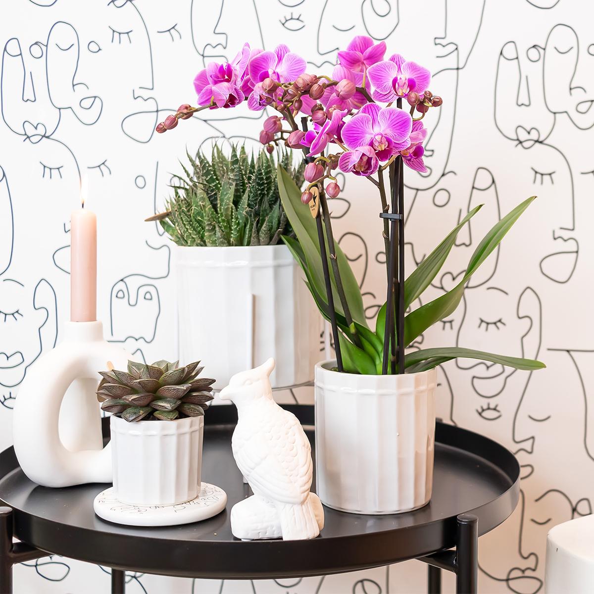 Everspring roze orchidee plant in witte pot op zwart tafeltje met twee andere planten en decoratie