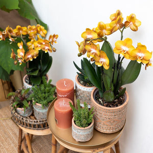 Everspring gele orchidee in sierlijke pot met groene kamerplanten en kaarsen op houten tafel