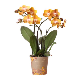 Everspring oranje Phalaenopsis orchidee plant met groene bladeren in decoratieve pot