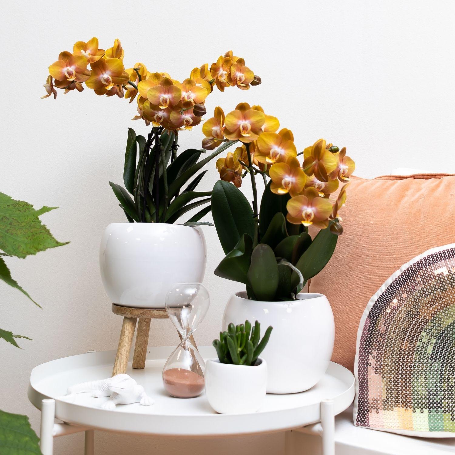 Everspring gele orchideeën in witte potten op een wit tafeltje naast een kussen en decoraties