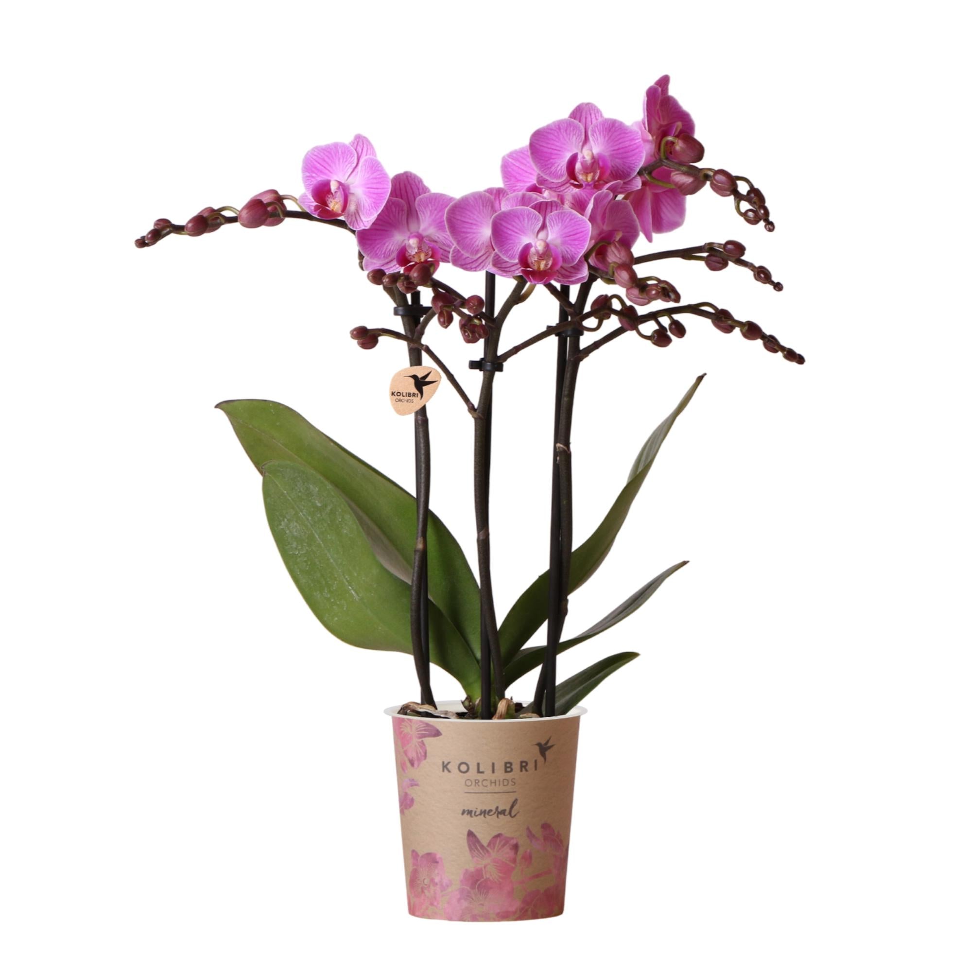 Everspring Phalaenopsis orchidee plant met paarse bloemen en groene bladeren in decoratieve pot