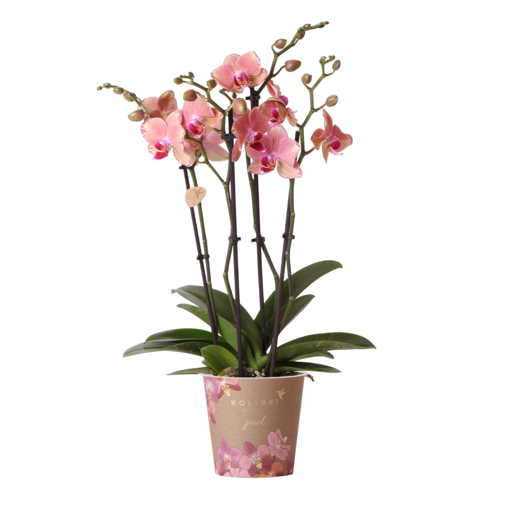 Everspring roze orchidee plant in decoratieve pot met groene bladeren en meerdere bloemstelen