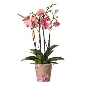 Everspring roze orchidee plant in decoratieve pot met groene bladeren en meerdere bloemstelen