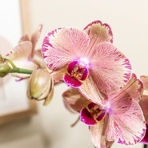 Everspring orchidee plant met roze en paarse bloemen en gedetailleerde bloemblaadjes