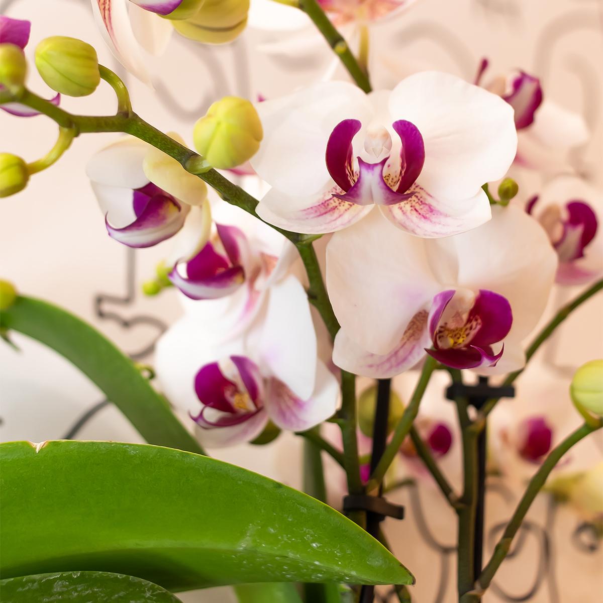 Everspring witte orchidee plant met paarse details en groene bladeren voor binnenhuisdecoratie