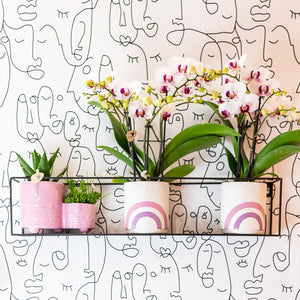 Everspring orchidee en vetplanten in roze en witte potten met regenboogdesign aan wandrek
