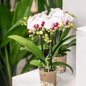 Everspring witte orchidee plant met paarse accenten in pot voor binnenhuisdecoratie