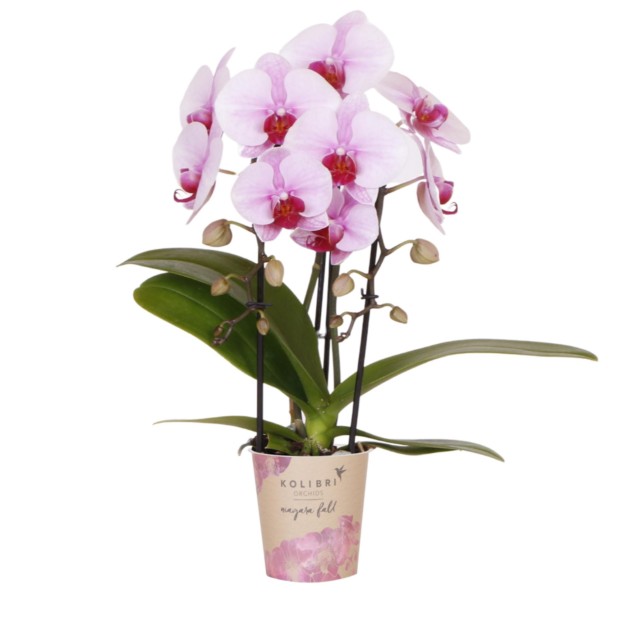 Roze orchidee kopen van Everspring in sierlijke pot met volle bloemen en groen blad