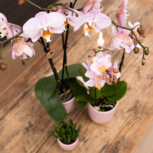 Roze Phalaenopsis orchidee kopen van Everspring in witte pot op houten tafel voor decoratie