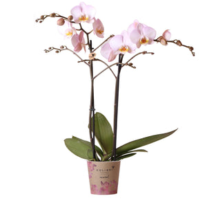 Roze Phalaenopsis orchidee in pot van Everspring perfect voor roze Phalaenopsis orchidee kopen