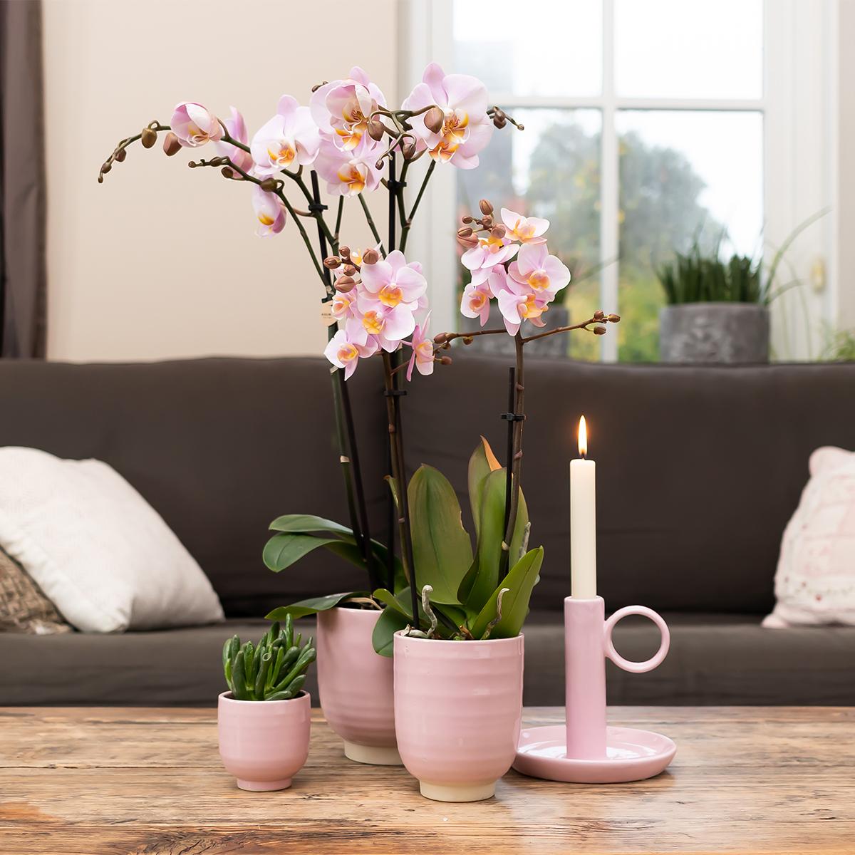 Roze Phalaenopsis orchidee kopen van Everspring in een roze bloempot op houten tafel in woonkamer