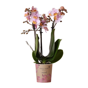 Roze Phalaenopsis-orchidee in bloempot met groene bladeren en delicate bloemen van Everspring