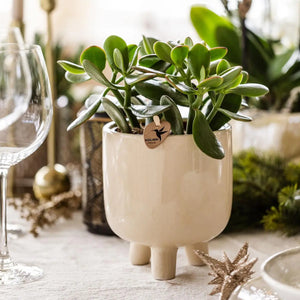 Everspring groene kamerplant in pot met drie poten geschikt voor binnendecoratie