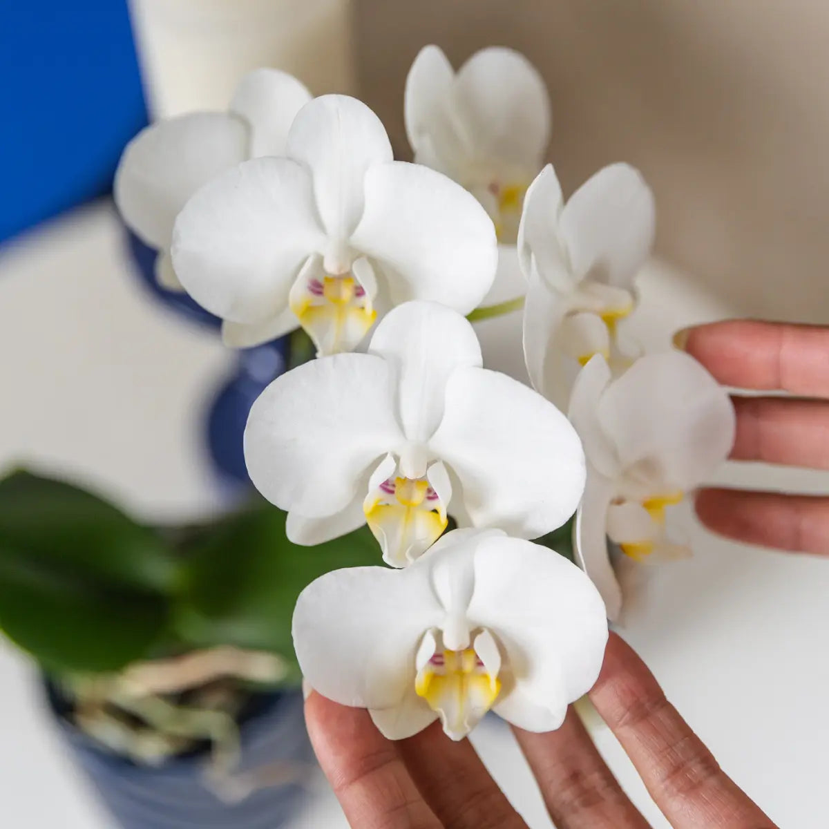 Witte phalaenopsis orchidee kopen van Everspring met heldere bloembladen in close-upfoto