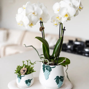 Witte phalaenopsis orchidee kopen in sierpot met groene bladdecoratie van Everspring