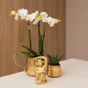 Witte phalaenopsis orchidee kopen van Everspring in gouden pot met decoratieve gouden aap op tafel