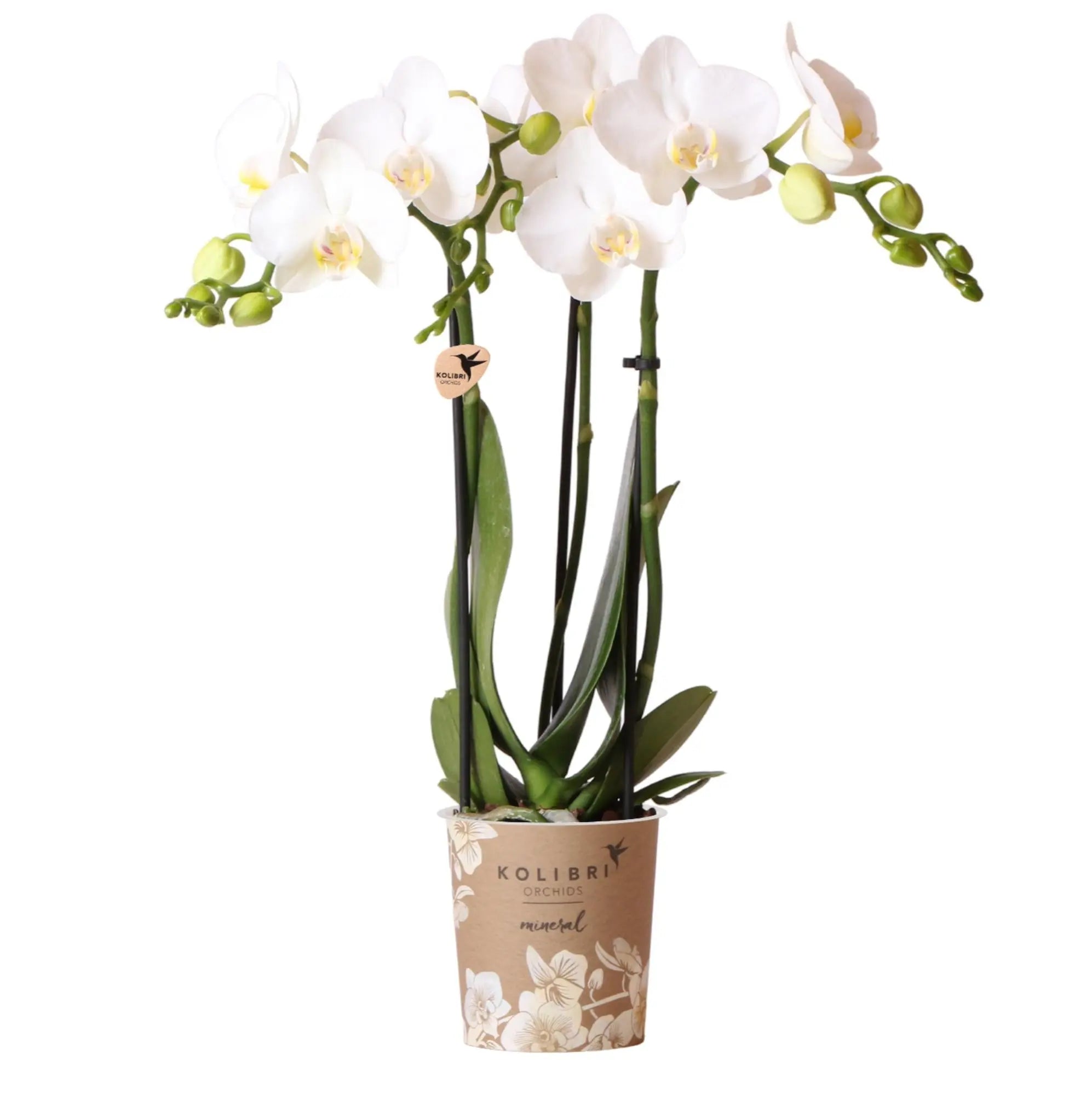 Everspring witte phalaenopsis orchidee kopen in sierlijke pot met meerdere bloemen en groene bladeren