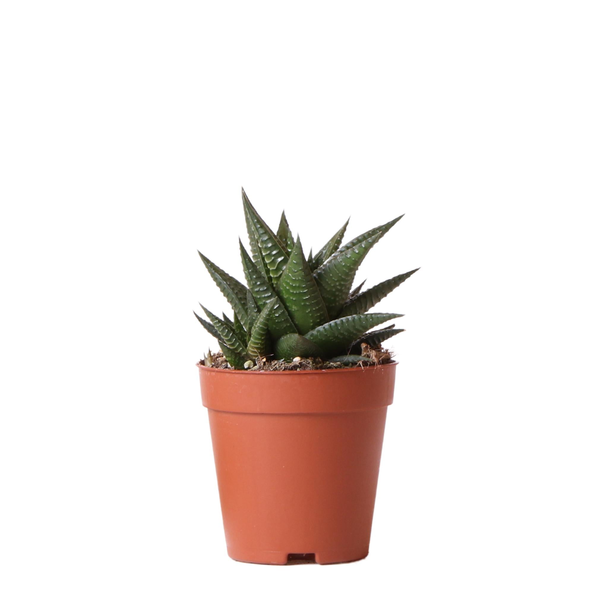 Haworthia Limifolia - Myosotis Plants