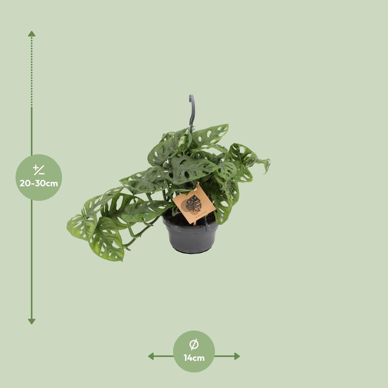 Everspring plant met groene bladeren en gaten, hoogte 20-30 cm, diameter pot 14 cm
