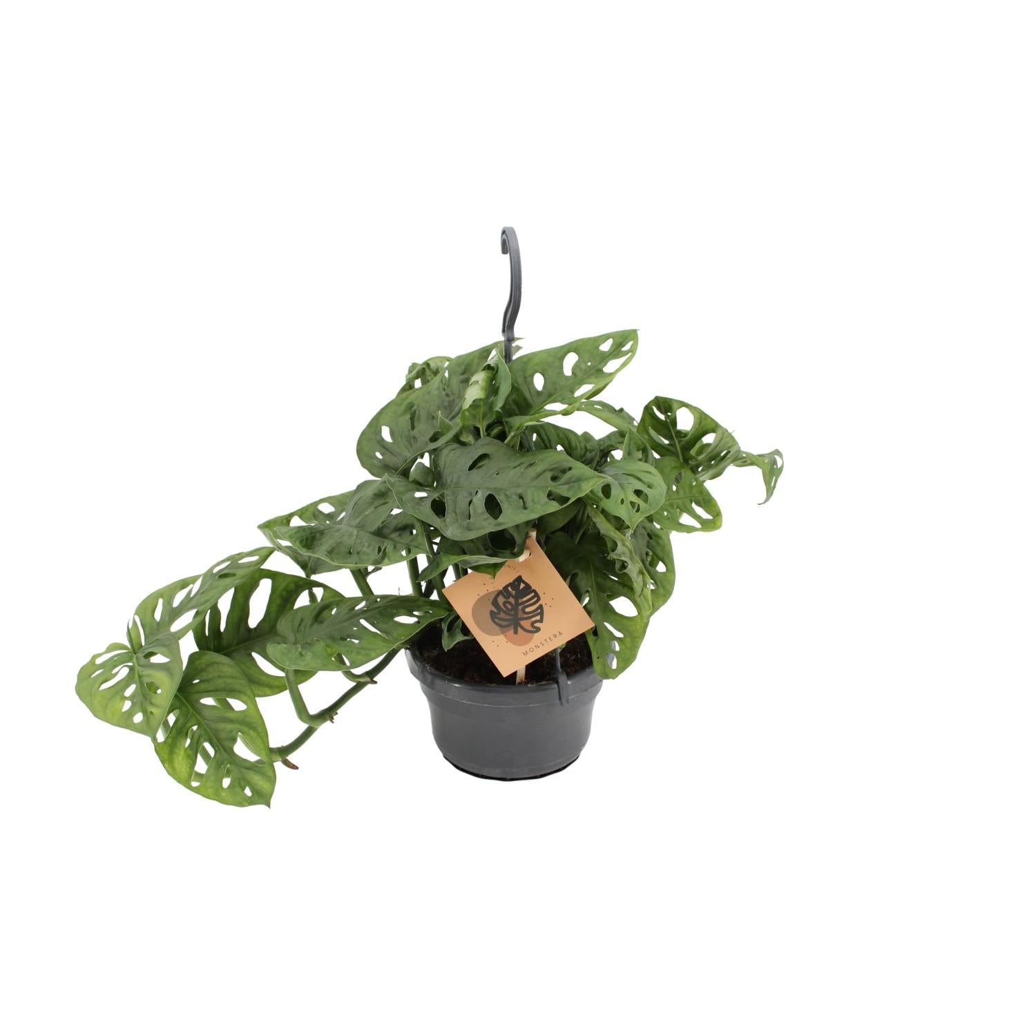 Everspring Monstera adansonii kamerplant in zwarte pot met unieke geperforeerde groene bladeren